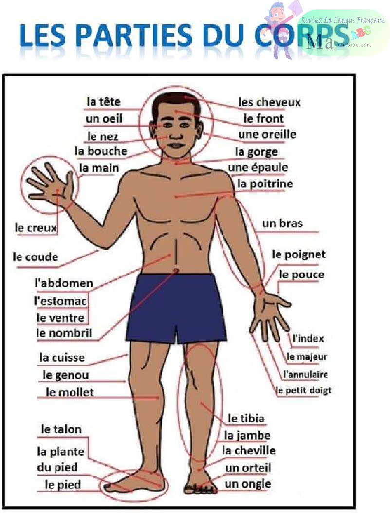 Les Parties Du Corps Interactive Pdf AGAY