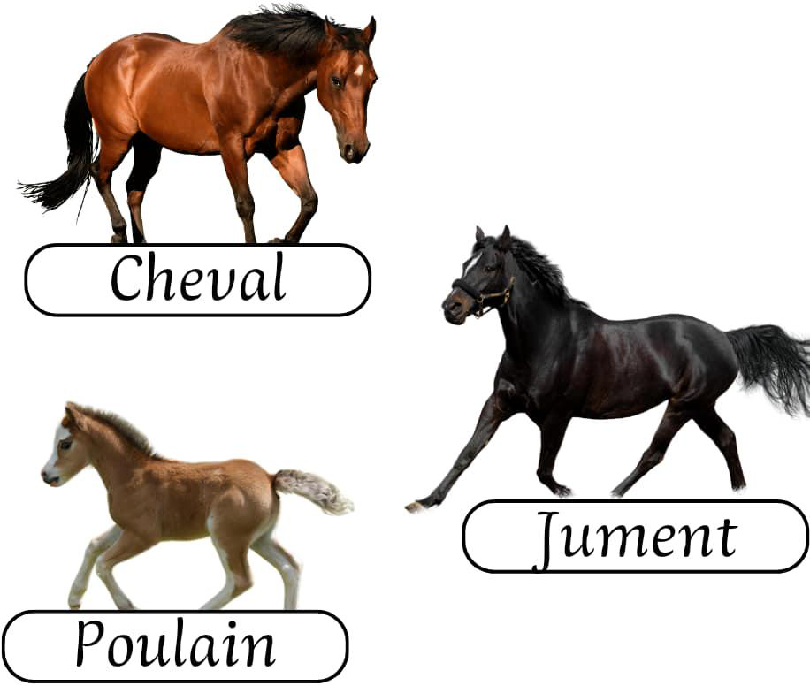 les_animaux_de_la_ferme_2-vocabulaire-ma-revision.com