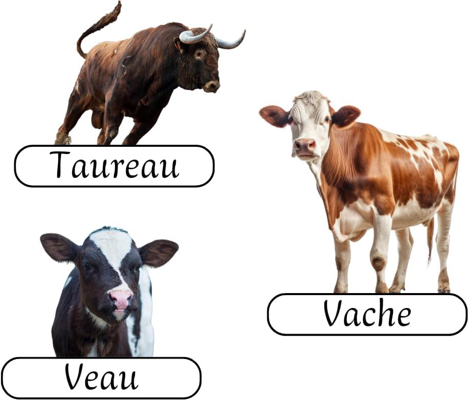 les_animaux_de_la_ferme_2-vocabulaire-ma-revision.com