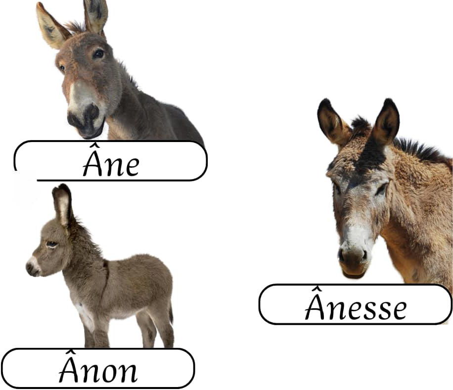 les_animaux_de_la_ferme_2-vocabulaire-ma-revision.com