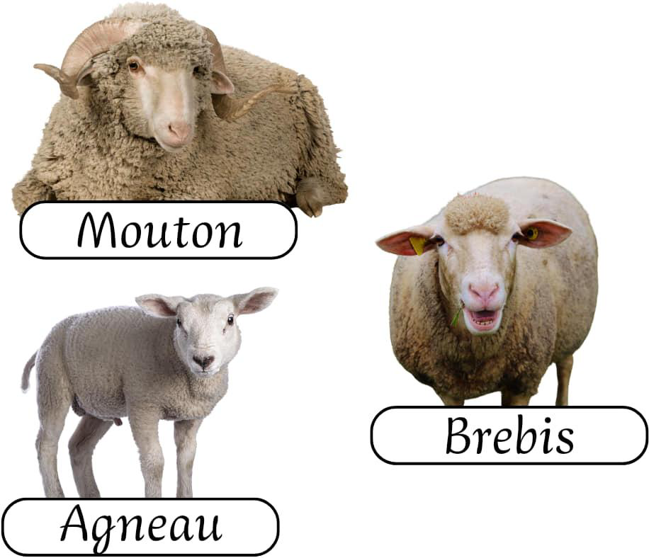 les_animaux_de_la_ferme_2-vocabulaire-ma-revision.com