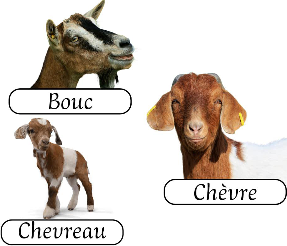 les_animaux_de_la_ferme_2-vocabulaire-ma-revision.com
