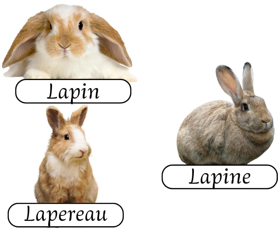 les_animaux_de_la_ferme_2-vocabulaire-ma-revision.com