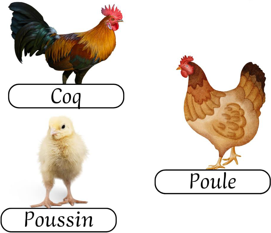 les_animaux_de_la_ferme_2-vocabulaire-ma-revision.com